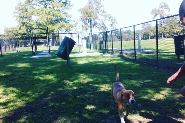 Maxey Park Dog Park
