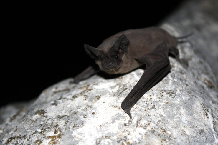 Mexican Free-tailed Bats