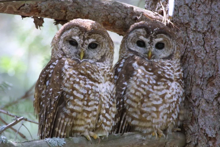 Mexican spotted owl