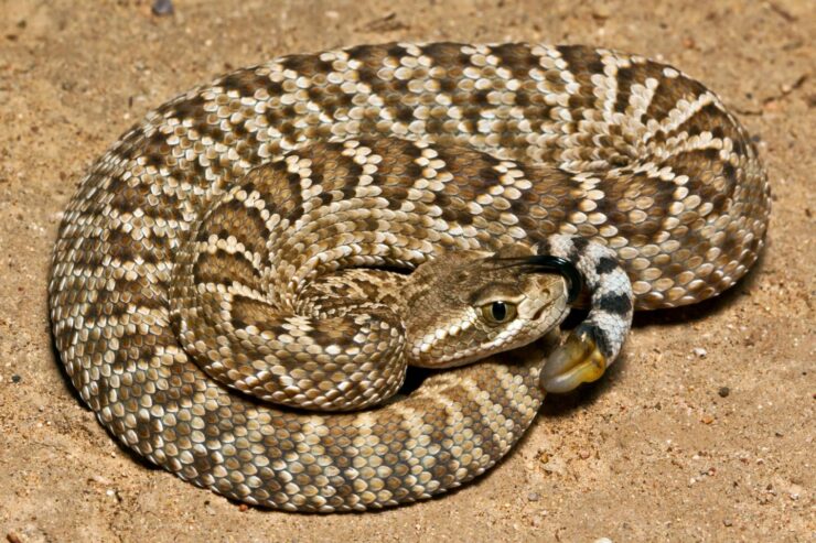 Mohave Rattlesnake