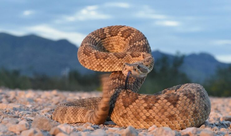 Mojave Rattlesnake