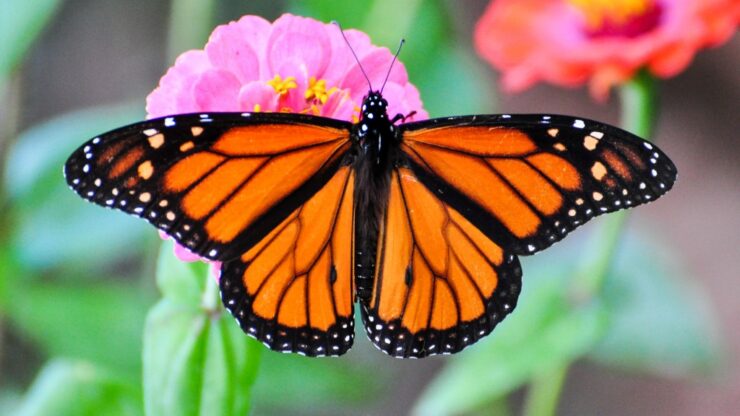 Monarch Butterfly