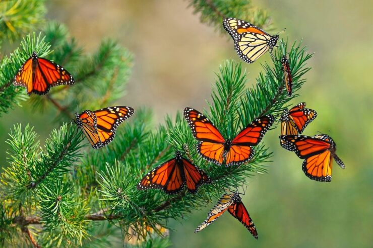Monarch Butterfly Migration