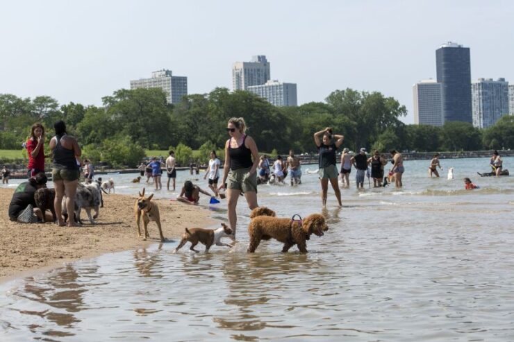 Montrose Dog Beach