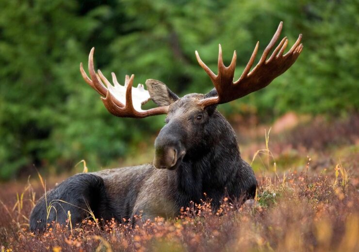 Moose - New Hampshire