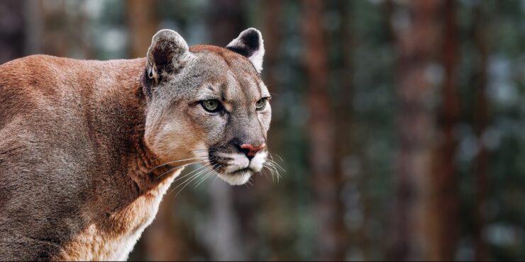 Mountain Lions