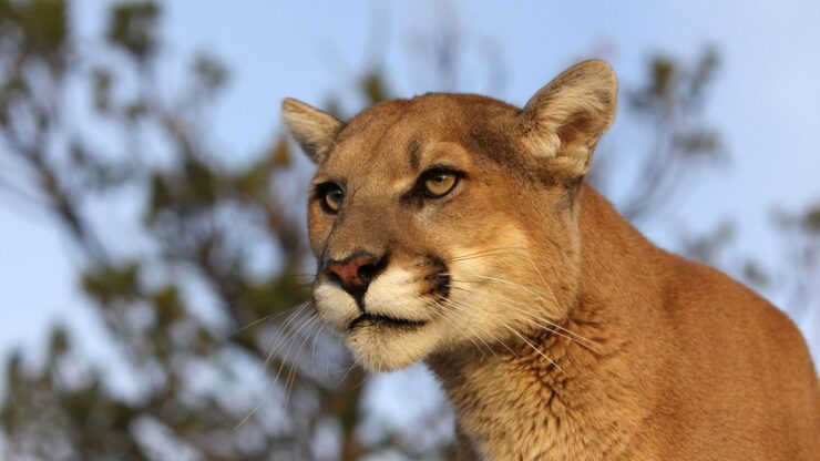 Mountain lions