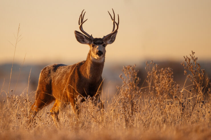 Mule Deer on the Plains