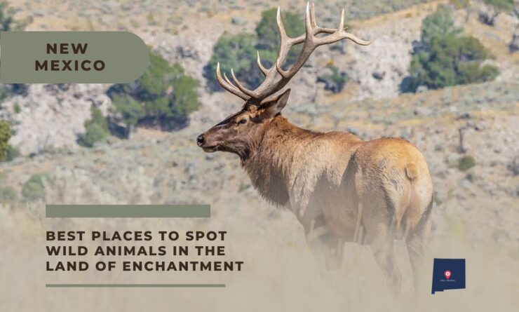 New Mexico wild animals