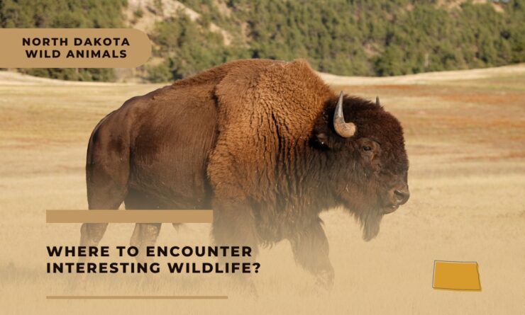 North Dakota wild animals