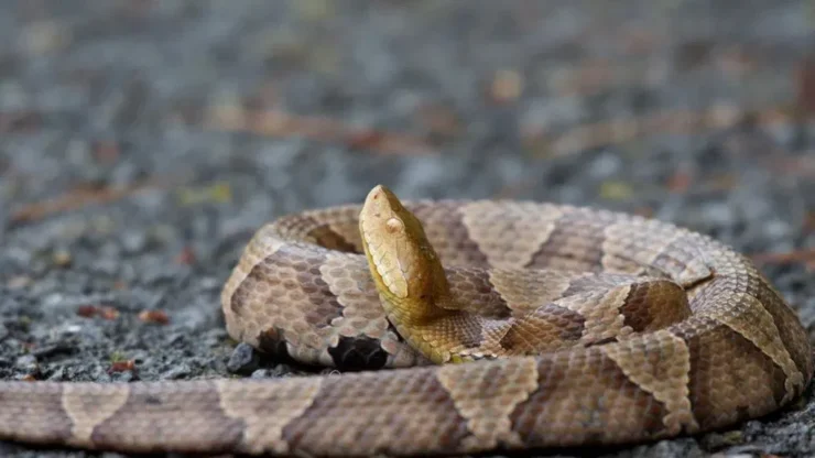 Northern Copperhead