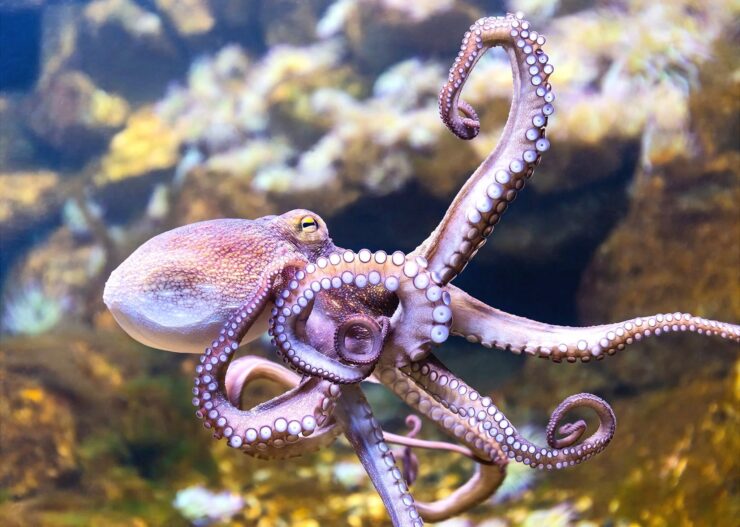 Octopuses