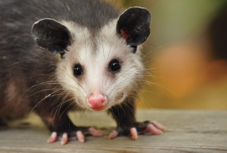 Opossum