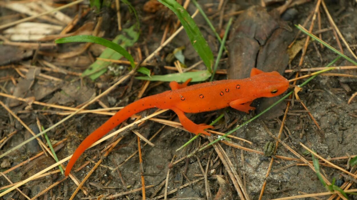 Orange Lizard