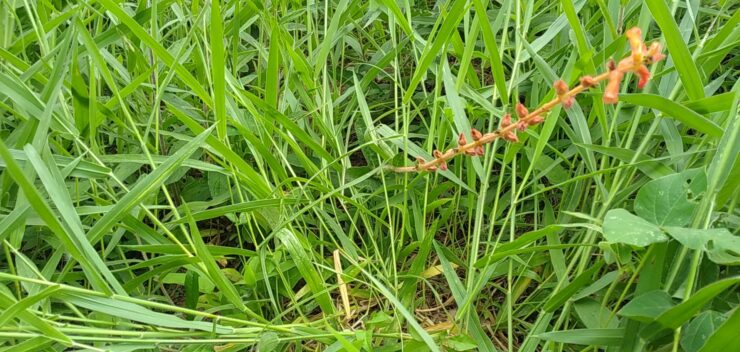 Orobanche Minor