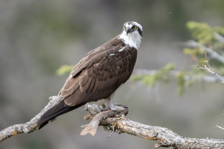 Ospreys