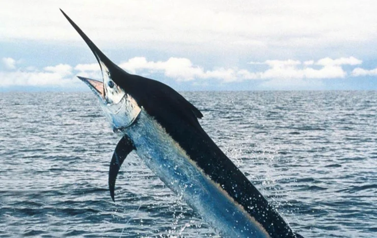 Pacific Blue Marlin (Makaira nigricans)