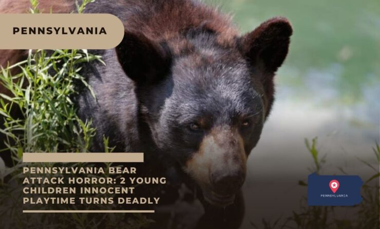 Pennsylvania Bear Attack