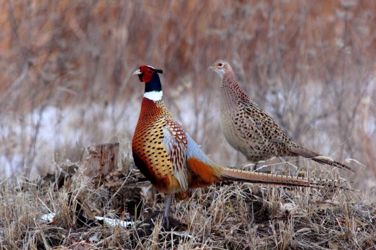 Pheasant