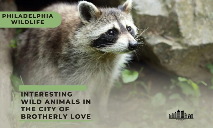 Philadelphia wildlife
