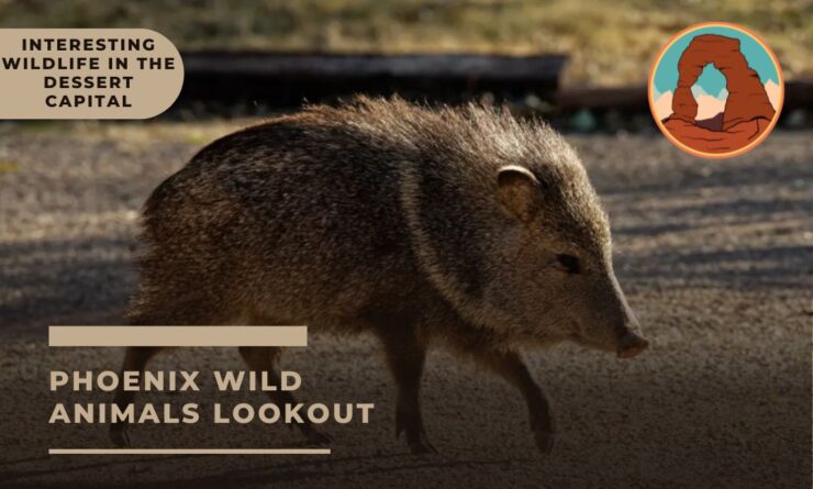 Phoenix wild animals