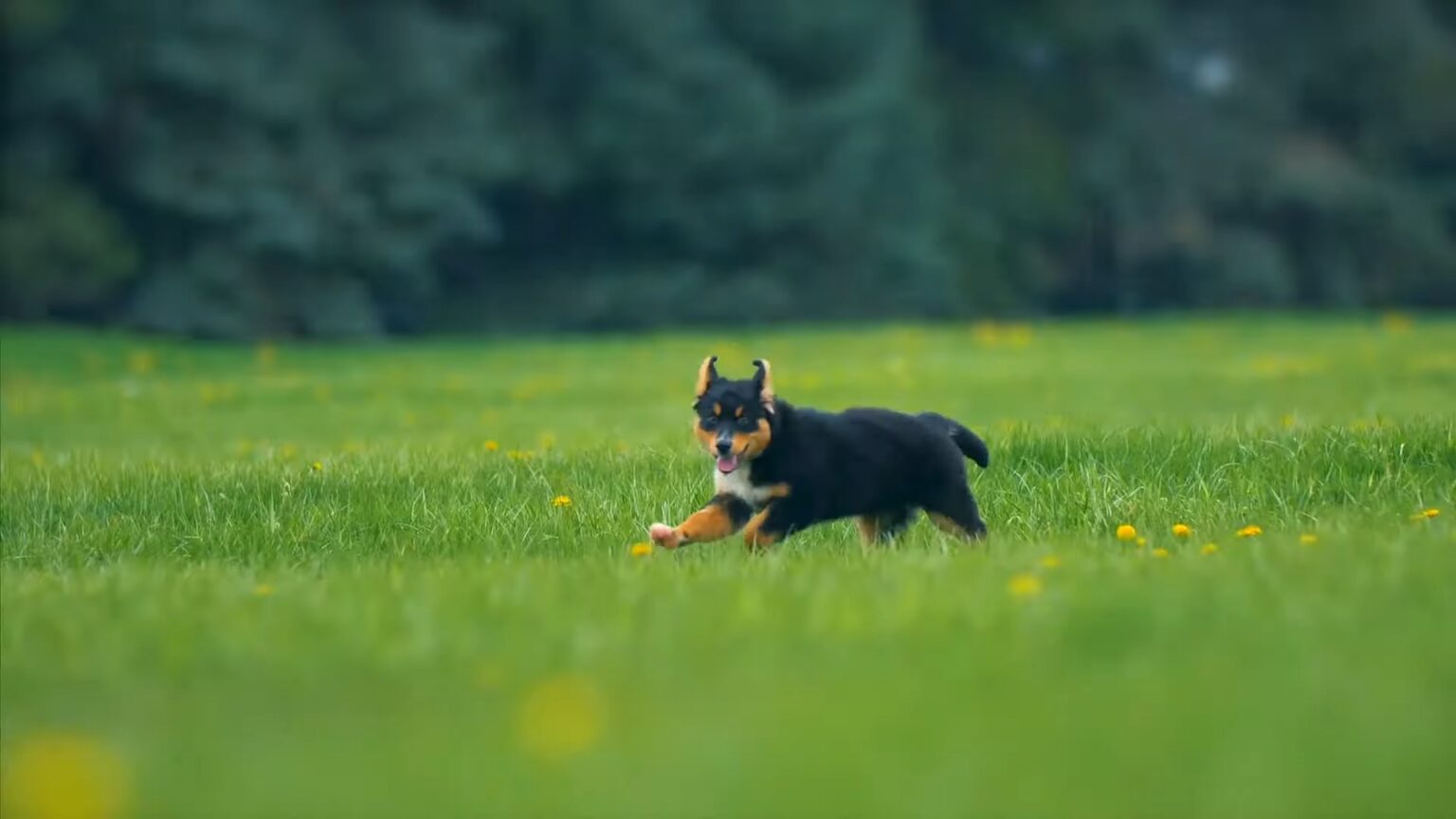 Why Does My Dog Bark at Night? Top 5 Reasons Explained