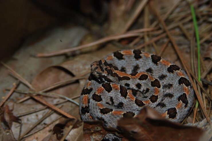 Pigmy Rattlesnake