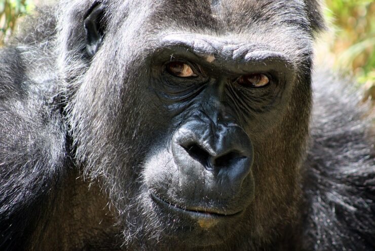 25 Amazing Animals that Are Illegal to Own as Pets in The US: Forbidden ...