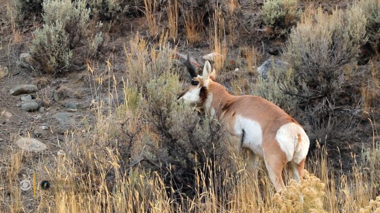 Pronghorn Antelope