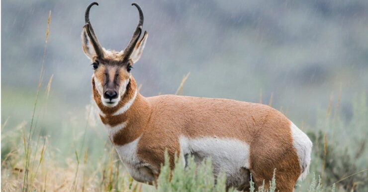 Pronghorn