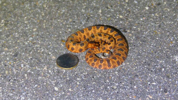 Pygmy Rattlesnake in NC