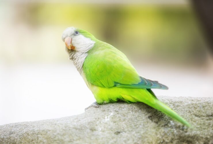 Quaker parakeets