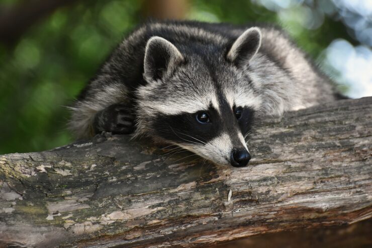 Raccoons