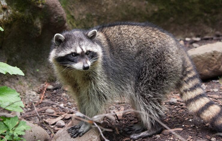Racoons