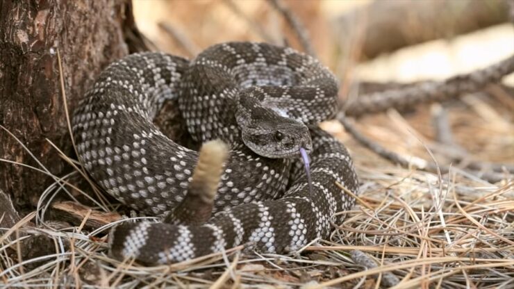 Rattlesnake in the Wild