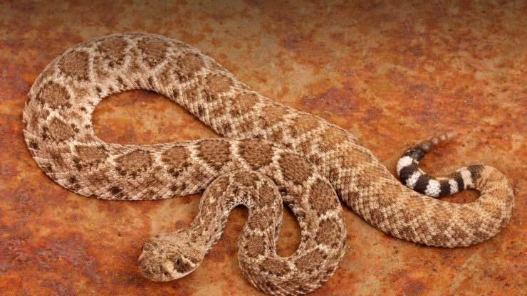 Rattlesnakes