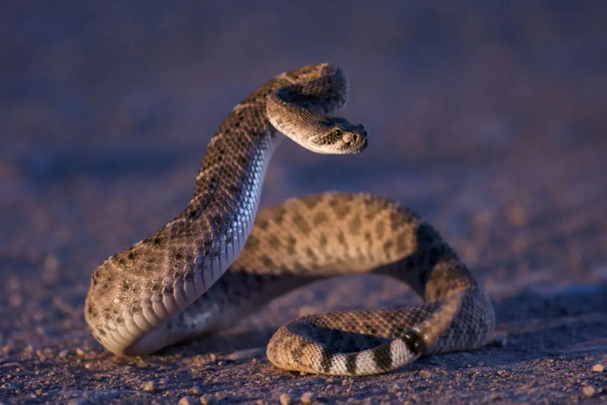 Rattlesnakes