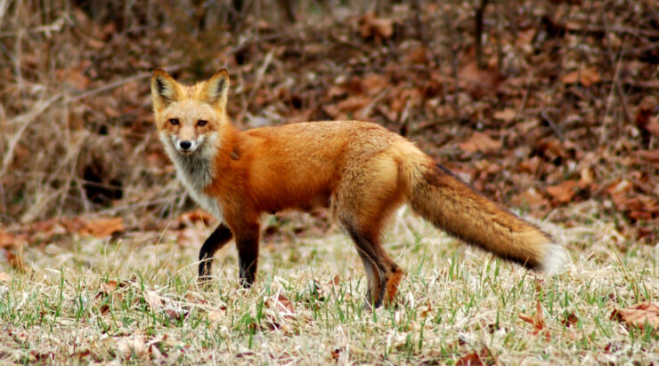 Red Fox