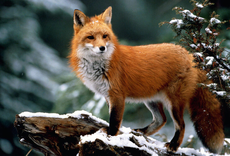 Red Fox (Vulpes vulpes)