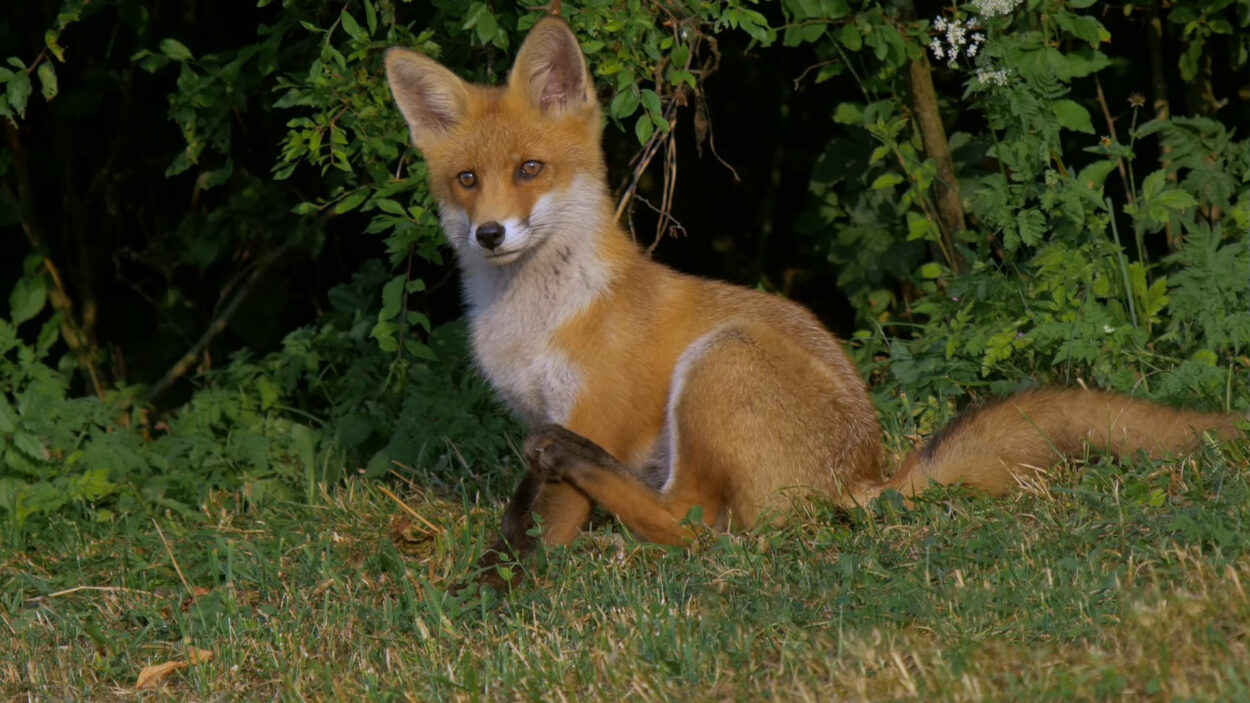 Red Fox in Grass