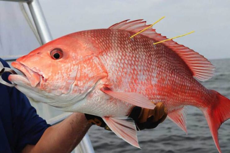 Red Snapper