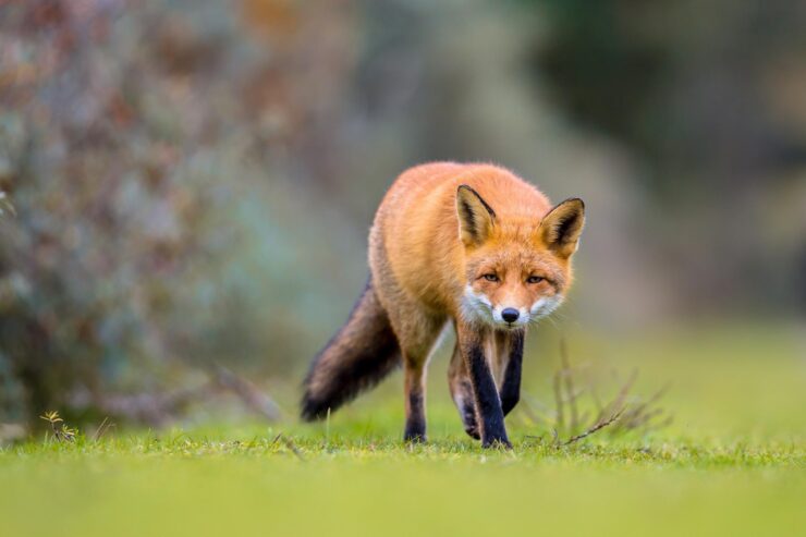 Red foxes - Rhode Island