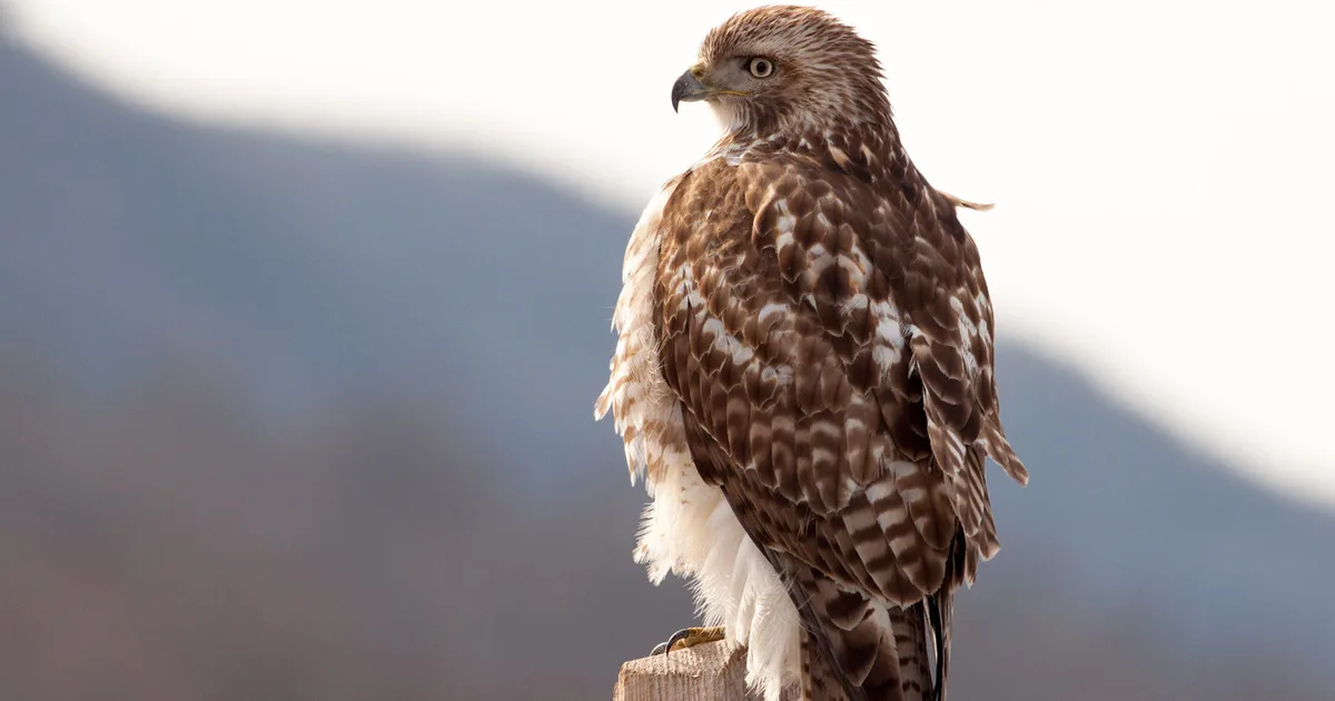 Red-tailed Hawk