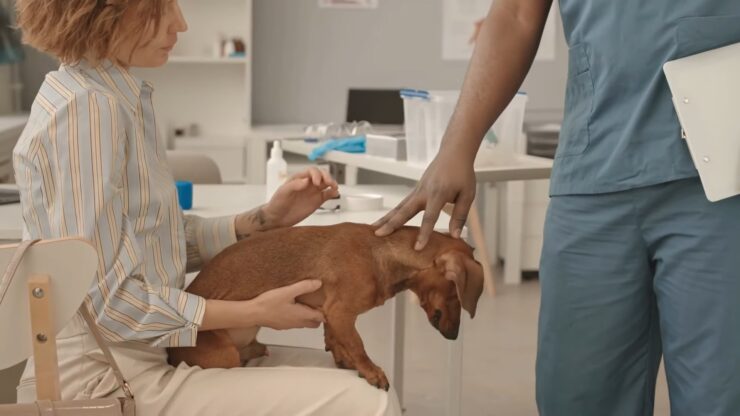 Regular Vet Check-ups for dogs