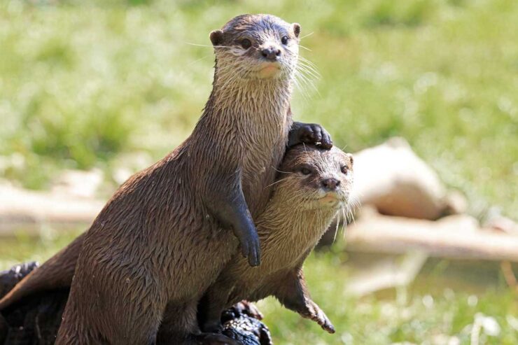 River otter
