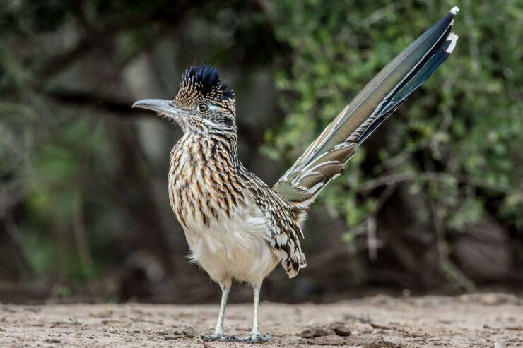 Roadrunners