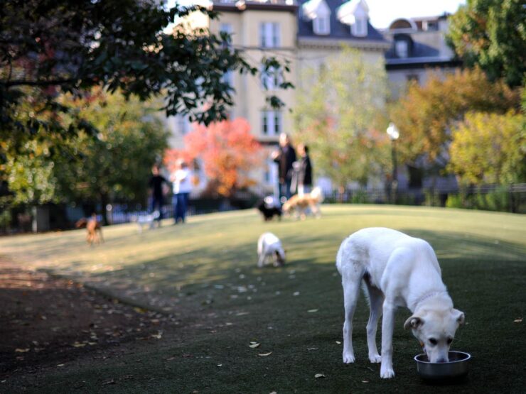 S Street Dog Park