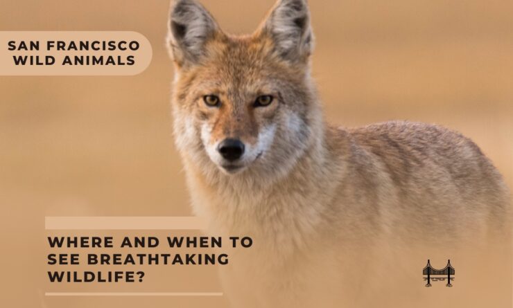 San Francisco wild life