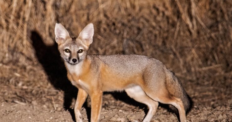 San Joaquin Kit Fox