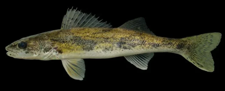Sauger